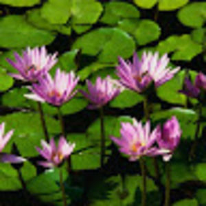 Meet your Posher, Adrith m